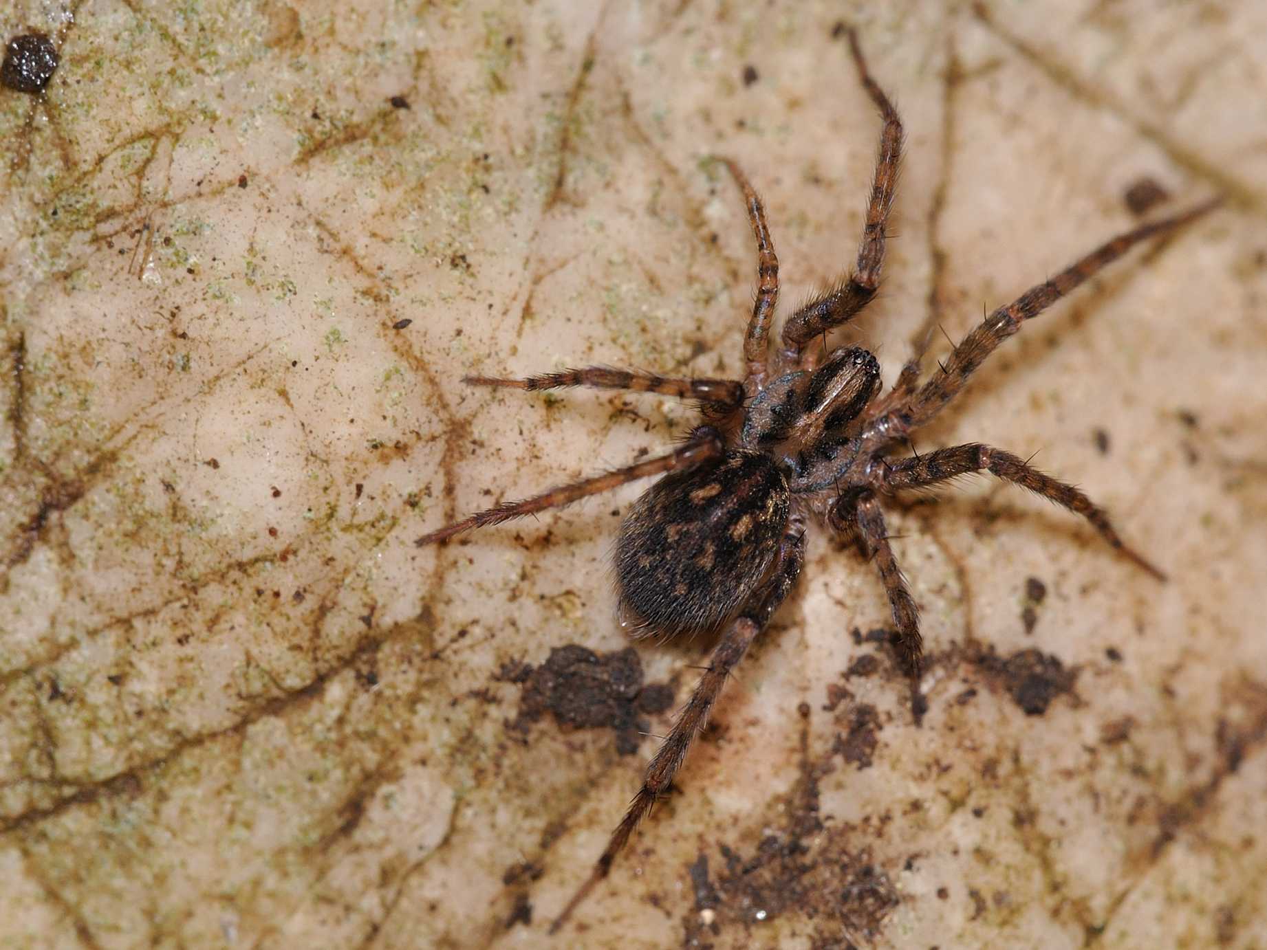 Malthonica sp. o Tegenaria sp.